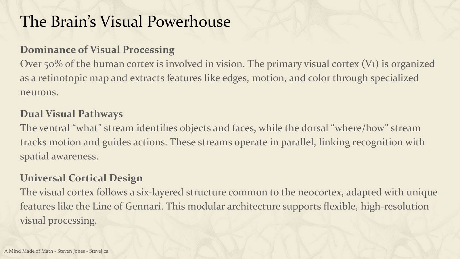 Slide 65: The Brain’s Visual Powerhouse