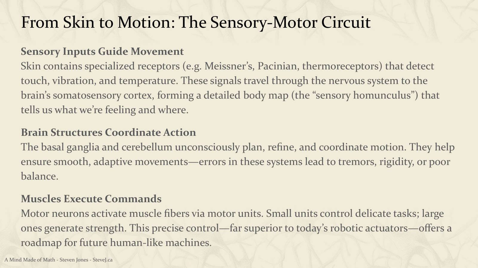 Slide 81: From Skin to Motion: The Sensory-Motor Circuit