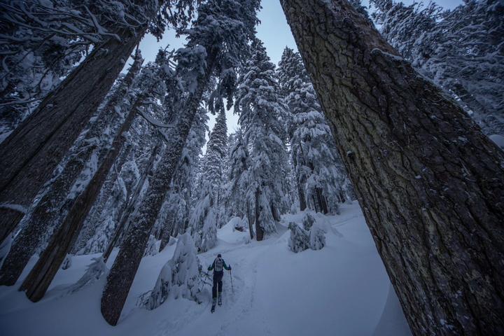 Skier climbing through towering snow-covered old-growth trees