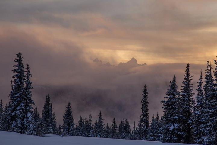 Snowy forest under a stormy pink sky
