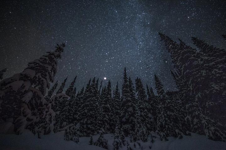Starry sky over snowy treetops