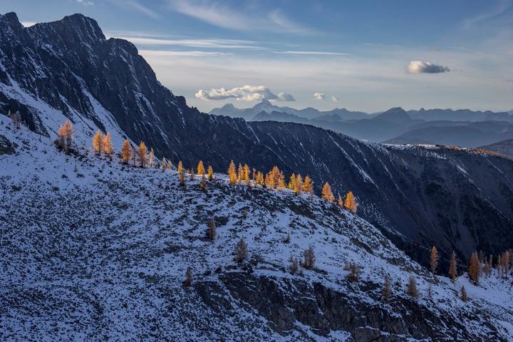 Golden larches on a snowy mountainside